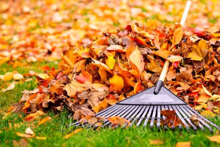 Leaf Removal (CT) Thumbnail